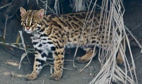 Leopard Cats
