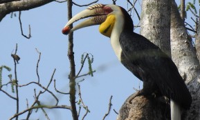 Wreathed_hornbill